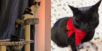 Binxy & Casper, and Ruby, from Miracle Helping the Madness, Manchester, homed through Cat Chat