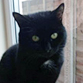 Bobby, from  Cat Action Trust 77, Leeds, homed through Cat Chat