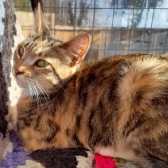 Cherio, from Maesteg Animal Welfare Society, Bridgend, homed through Cat Chat