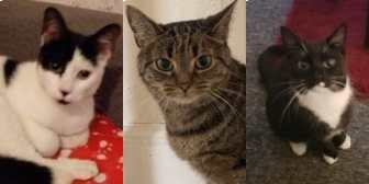Domino, Mirabel & Missy, from BJ Cat Rescue, Nottingham, homed through Cat Chat