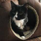Dougie, from  RSPCA Cheshire, Altrincham, homed through Cat Chat