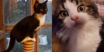 Ella & Mia, from Burton upon Stather Cat Rescue, Scunthorpe, homed through Cat Chat