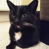 Felix, from Whinnybank Cat Sanctuary, Newburgh, homed through Cat Chat