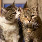 Kiki & Tammy, from All Animal Rescue, Southampton, homed through Cat Chat