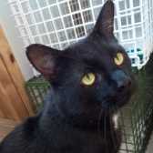 Max, from  Felines 1st, Crawley, homed through Cat Chat