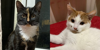 Sally & Sid, from 8 Lives Cat Rescue, Sheffield, homed through Cat Chat