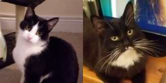Silas & Sox, from BJ Cat Rescue, Nottingham, homed through Cat Chat