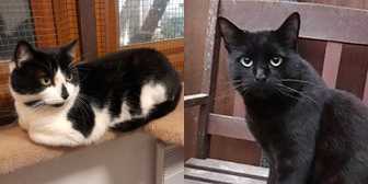 Smudge & General, from Orphan Annie's Cat Rescue, Basildon, homed through Cat Chat