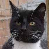Socks, from  Maesteg Animal Welfare Society, Bridgend, homed through Cat Chat