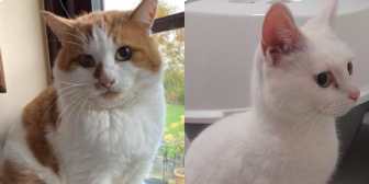 Sonny & Venus, from Toe Beans Cat Rescue, Saffron Walden, homed through Cat Chat
