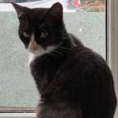 Stormy, from Feline Network Cat Rescue, Paignton, homed through Cat Chat