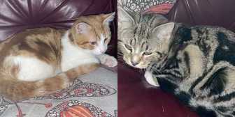 The Brothers, from Caring Animal Rescue, Stafford, homed through Cat Chat