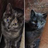 Victoria & Albert, from BJ Cat Rescue, Nottingham, homed through Cat Chat