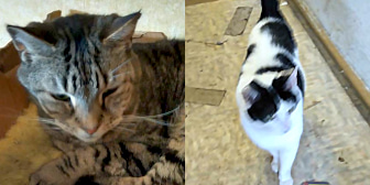 Albert & Winnie, from Burton Joyce Cat Welfare, Nottingham, homed through CatChat