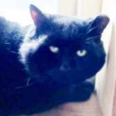 Biggles, from Friends of Felines, Halstead, homed through Cat Chat