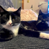 Bill & Ben, from Thank you so much for adding Bill and Ben to the overlooked cats, they have now found a forever home after being spotted on CatChat!  Cat Action Trust 1977 - Doncaster South, Doncaster, homed through CatChat
