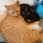 Firefox & Jupiter, from Cat Watch Rescue Shelter, Amesbury, homed through CatChat