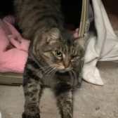 Cheeky, from  Whinnybank Cat Sanctuary, Newburgh, homed through Cat Chat