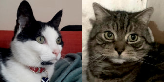 Dean & Elmo, from Whinnybank Cat Sanctuary, Newburgh, homed through CatChat