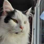 Denzil, from Cat Action Trust 77, Doncaster South, homed through Cat Chat