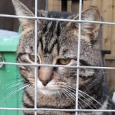 Jack, from Maesteg Animal Welfare Society, Bridgend, homed through CatChat