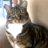 Juno, from Caring Animal Rescue, Stafford, homed through CatChat