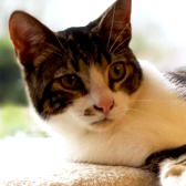 Kaos, from All Animal Rescue, Southampton, homed through CatChat