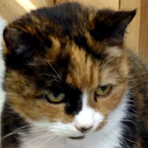 Kitty, from  Paws & Claws Animal Rescue Service, Haywards Heath, homed through Cat Chat