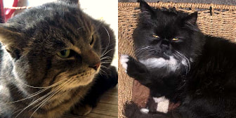 Kristoff & Sunny, from The following have been homed after being spotted on Cat Chat: Kristoff - The big lad didn't stay long. He was gone within a few days of being on the site. He settled into his new home straight away and much prefers it to the life of a stray. Sunny - Like Kristoff, Sunny's appearance on CatChat was brief but he's grateful as he's got a lovely home and is enjoying life.  Burton Joyce Cat Welfare, Nottingham, homed through CatChat