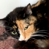 Lady, from Maesteg Animal Welfare Society, Bridgend, homed through CatChat