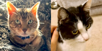 Lily & Belle, fro, Toe Beans Cat Rescue, Saffron Walden, homed through CatChat