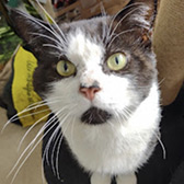 Marvin, from  Cat & Kitten Rescue, Watford, homed through Cat Chat