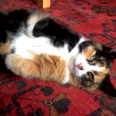 Miso, from Mitzi's Kitty Corner, Totnes, homed through CatChat