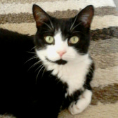 Molly, from Caring Animal Rescue, Stafford, homed through CatChat