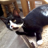 Pepsi, from Cat Action Trust 1977 - Doncaster South, Doncaster, homed through CatChat