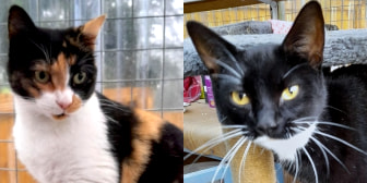Phoebe & Nancy, from Maesteg Animal Welfare Society, Bridgend, homed through CatChat