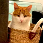 Piper, from Guardian Angels Animal Support, Hounslow, homed through CatChat