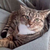 Raine, from Cat Action Trust 1977 - Doncaster South, Doncaster, homed through CatChat