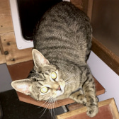 Rosie, from Lancashire Paws Cat Rescue, Bolton, homed through CatChat
