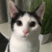 Seb, from Lancashire Paws Cat Rescue, Bolton, homed through CatChat