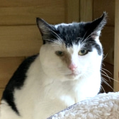 Snowy, from The Cat House Rescue, Bradford, homed through CatChat