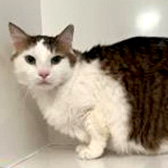 Spock, from I'm pleased to let you know that Spock left for his new home. His enquiry came from a lady who'd seen him on CatChat. Spock is a cat who weighed in at 9kgs (17lbs) when he first came in, having lived for entire 8 years in a 2nd floor flat. He had a problem with his patella due to being overweight and having had no exercise. He had never been outside or seen a garden. His new home in Dorking has a wonderful garden, and I'm hoping that when the weather is warmer he may venture outside.  CP - Crawley, Reigate & District, Crawley, homed through CatChat