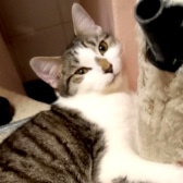 Storm, from Street Animals & Pix ’n’ Mix Pedigree Rescue, Islington, homed through CatChat