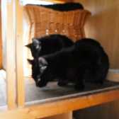 Ash & Inky, from Little Cottage Rescue, Luton, homed through Cat Chat