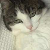 Bobo, from Precious Paws Cat Rescue, York, homed through Cat Chat