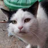 McCavity, from Maesteg Animal Welfare Society, Bridgend, homed through Cat Chat