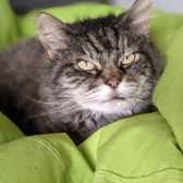 Phoebe, from Toe Beans Cat Rescue, Saffron Walden, homed through Cat Chat