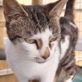 Roxy, from Maesteg Animal Welfare Society, Bridgend, homed through Cat Chat