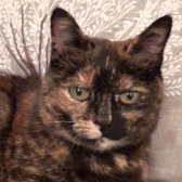Amber, from Hi CatChat, I'm pleased to report that Amber was homed after being spotted on our CatChat page.  Whinnybank Cat Sanctuary, Newburgh, homed through CatChat