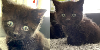 Cai, Carys, Boots, Tico, Dru, Dylan & Missy, from Krazykats Kitty Rescue, Oldbury, homed through CatChat